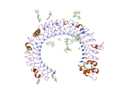 2a0z: The molecular structure of toll-like receptor 3 ligand binding domain