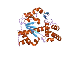 2ad1: Human Sulfotransferase SULT1C2