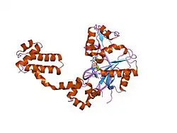 2bpf: STRUCTURES OF TERNARY COMPLEXES OF RAT DNA POLYMERASE BETA, A DNA TEMPLATE-PRIMER, AND DDCTP