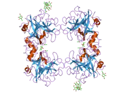 2f9n: Crystal Structure of the Recombinant Human Alpha I Tryptase Mutant K192Q/D216G in Complex with Leupeptin
