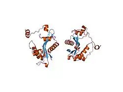 2g3t: Crsytal structure of human spermidine/spermine N1-acetyltransferase (hSSAT)