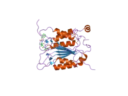 2hbq: Crystal structure of wildtype human caspase-1 in complex with 3-[2-(2-benzyloxycarbonylamino-3-methyl-butyrylamino)-propionylamino]-4-oxo-pentanoic acid (z-VAD-FMK)