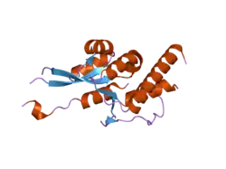 2hwx: Structure of human SMG6 E1282C PIN domain mutant.