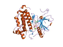 2itn: CRYSTAL STRUCTURE OF EGFR KINASE DOMAIN G719S MUTATION IN COMPLEX WITH AMP-PNP