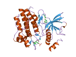 2ivu: CRYSTAL STRUCTURE OF PHOSPHORYLATED RET TYROSINE KINASE DOMAIN COMPLEXED WITH THE INHIBITOR ZD6474