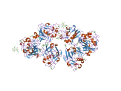 2j2p: L-FICOLIN COMPLEXED TO N-ACETYL-CYSTEIN (150MM)