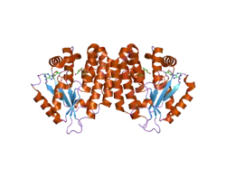 2no9: The structure of deoxycytidine kinase complexed with troxacitabine and ADP.
