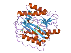 2nq6: Crystal structure of human methionine aminopeptidase type 1 in complex with 3-tert-Butoxycarbonylaminopyridine-2-carboxylic acid thiazole-2-ylamide