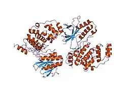 2okr: Crystal structure of the p38a-MAPKAP kinase 2 heterodimer