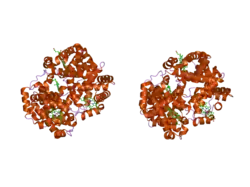 2yrs: Human hemoglobin D Los Angeles: crystal structure