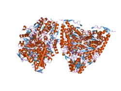 3exe: Crystal structure of the pyruvate dehydrogenase (E1p) component of human pyruvate dehydrogenase complex