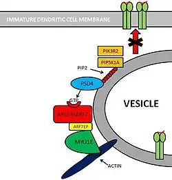 Picture showing PSD4–ARL14/ARF7–MYO1E Pathway.