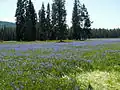 Camas blooming at Packer Meadows, near Lolo Pass, Idaho