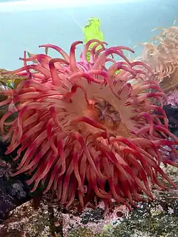 Painted Anemone