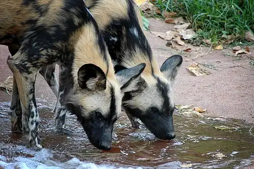 A pair of African painted dogs