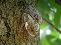 Two bats hang from a tree. The one on top is younger than the one on the bottom.