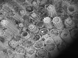 SEM photograph of the spines of Palaeocampa, seen emerging from the modified basement papillae