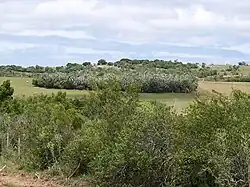 A thick grove of old trees at Palmar de tiburcio, Camino del Indio, Rocha, Uruguay.