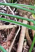 Detail of the small stilt-roots of Pandanus balfouri.
