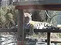 Siberian tiger