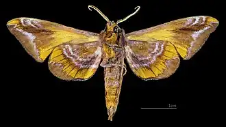 Paonias astylus ♂ △