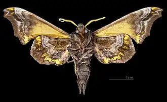 Paonias myops ♂ △