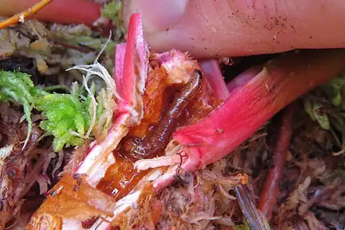 Larva feeding on Sarracenia purpurea