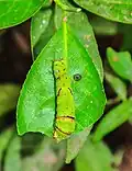 A late instar of Papilio polytes is lightly camouflaged.