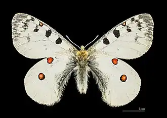 Male