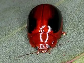 Paropsisterna liturata