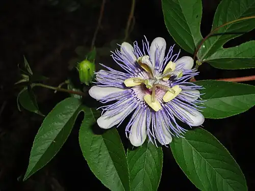 Flower of Passiflora incarnata showing corona of fine appendages between petals and stamens