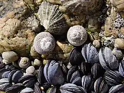 Two limpets, two large marine snails, some barnacles and a bed of mussels vie for space.