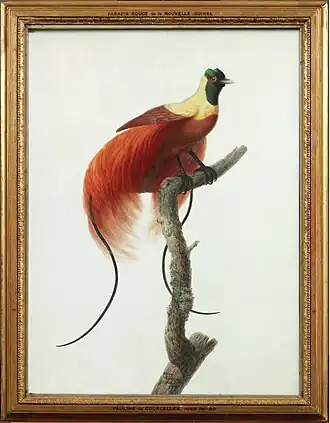 Pauline Knip de Courcelles. Bird of paradise (Uranornis rubra) on a branch, 1811. Transparent and opaque watercolour on parchment, 60 x 45 cm