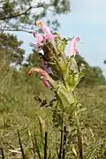 Common lousewort