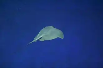 view from behind of a blue-green stingray swimming