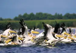 Pelicans in the Danube Delta, Romania