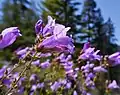Flowers of Penstemon fruticosus