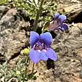 Flowers of Penstemon neotericus