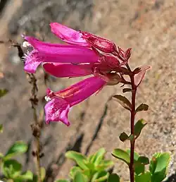 Flowers of Penstemon newberryi