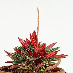 P.c. 'Rosso' in Ooty, India