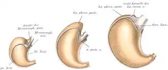 Three anatomical drawings of a stomach at different sizes, in color, with different parts highlighted