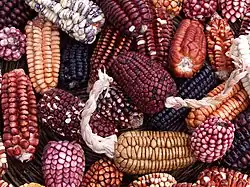 Peruvian maize.