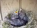 Immature birds in a nest, Norman, Oklahoma