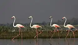 Flamingo birds