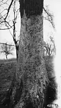 Red elm bark browsed by horses, Marshall, Illinois