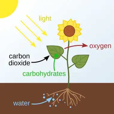 Photosynthetic habitable zone has the need parameters for photosynthesis in plants. The carbohydrates produced are stored in or used by the plant. Photosynthesis is foundation of food on Earth