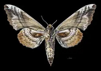 Female, ventral view