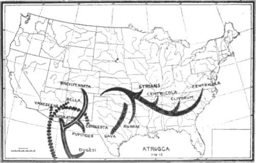"Phylogenetic origins in Atrusca" from The Gall Wasp Genus Cynips by Alfred Kinsey, p.72. Fig. 12