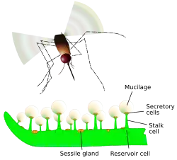 Vector graphic of the trapping and digestive features of a Pinguicula leaf