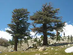 Two large trees with flattened and irregular crowns on a rocky mountain side